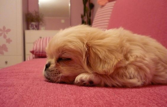 A Pekingese sleeping on the pink couch