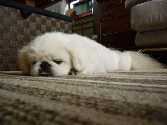 A white Pekingese lying on the floor