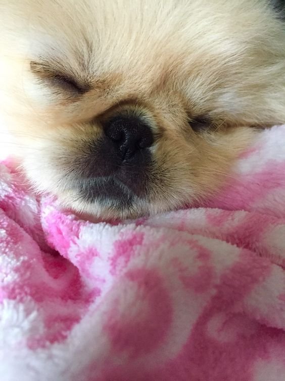 A Pekingese sleeping on the bed