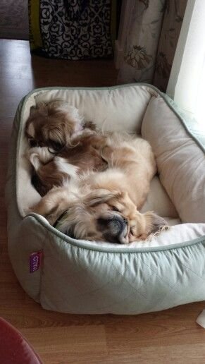 A Pekingese sleeping comfortably on its bed