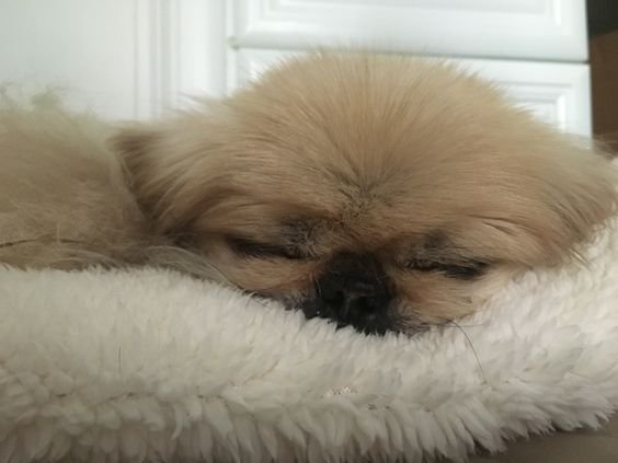 A Pekingese sleeping on the carpet