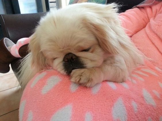 A Pekingese lying on the bed on top of the woman's lap