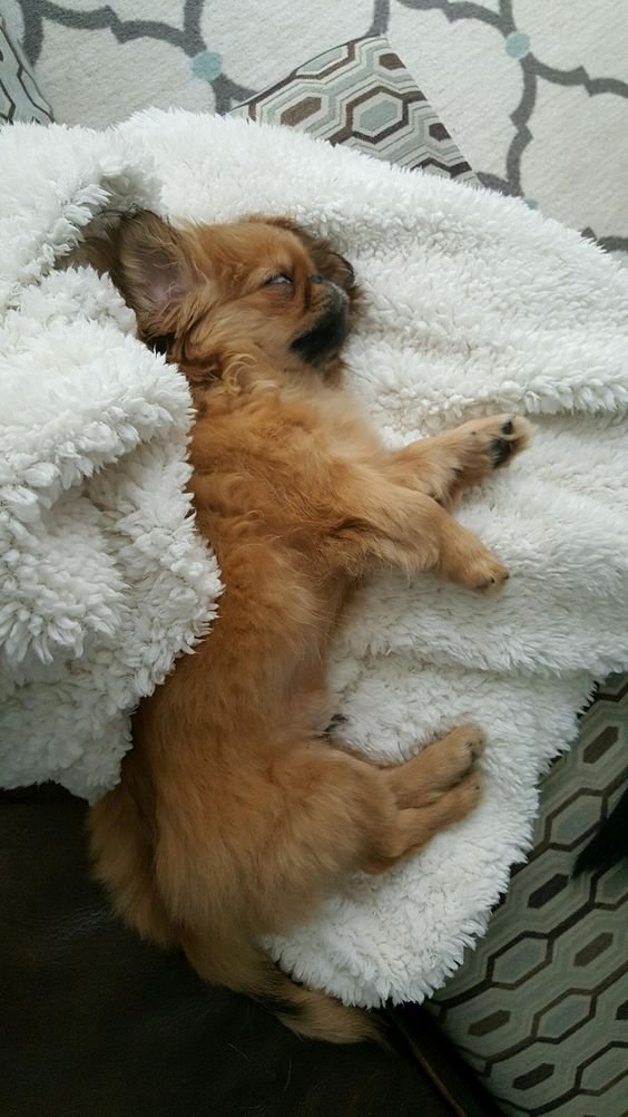 A Pekingese sleeping on the blanket on the floor