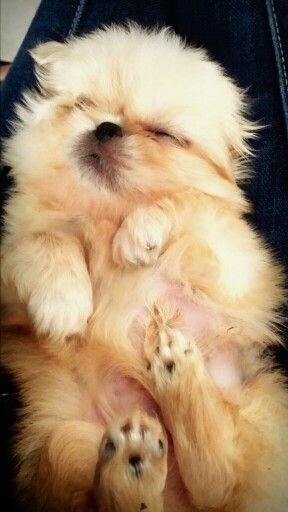 A Pekingese puppy lying on top of the lap of a person