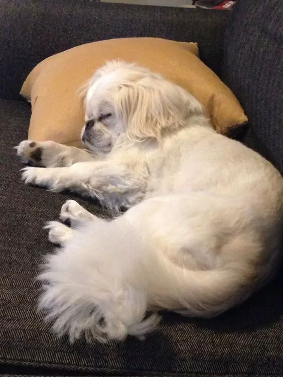 A Pekingese sleeping on the couch with its head on top of a pillow