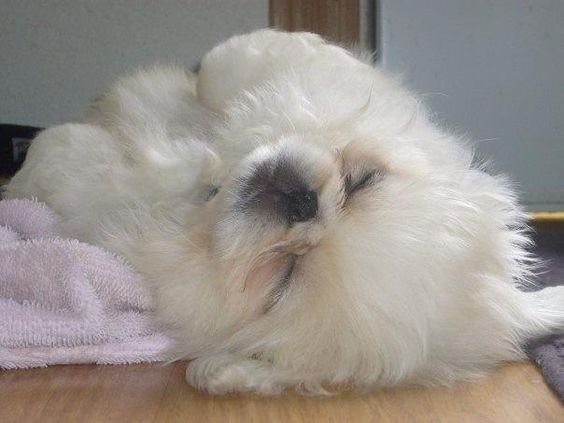 A Pekingese sleeping on the floor