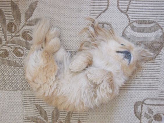 A Pekingese lying on its back on the bed