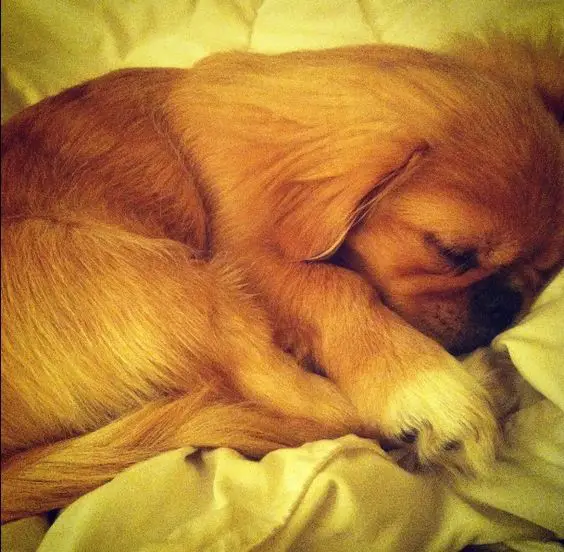 A Pekingese sleeping on the bed at night