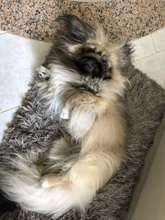 A Pekingese lying on the carpet with its confused face