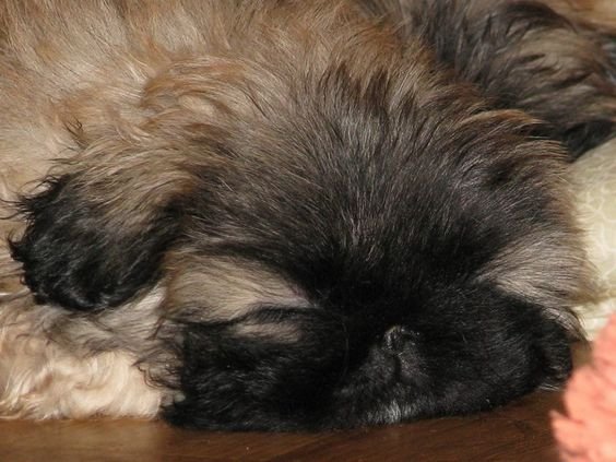 A Pekingese sleeping on the floor