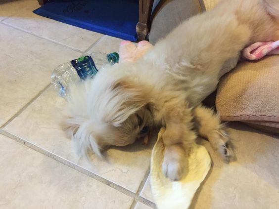 A Pekingese sleeping on its bed with its head and upper legs on the floor