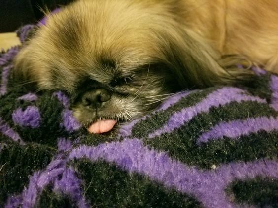A Pekingese sleeping on the bed with its tongue out
