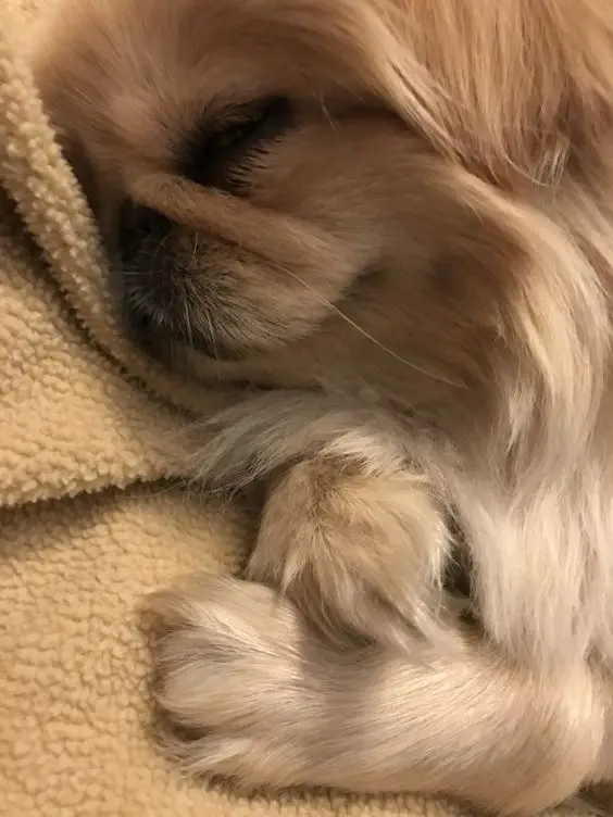 A Pekingese sleeping on the blanket