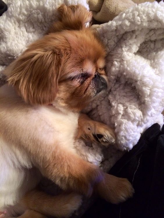 A Pekingese sleeping on top of the blanket on the bed