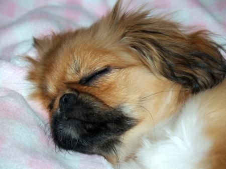 A Pekingese sleeping soundly on the bed