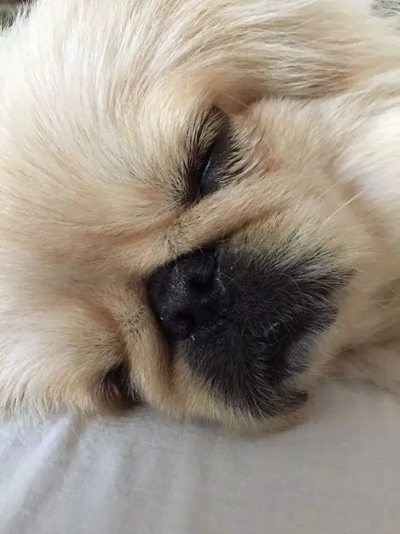 A Pekingese sleeping soundly