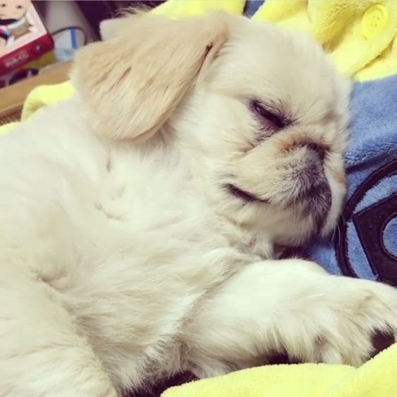 A Pekingese sleeping on the bed