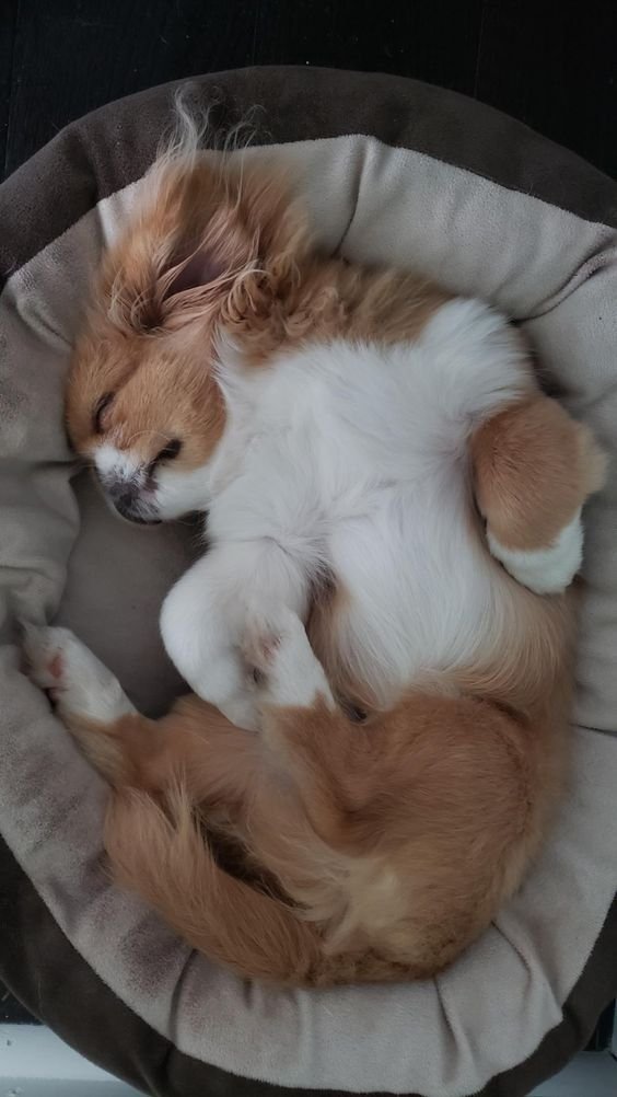 A Pekingese sleeping peacefully in its bed