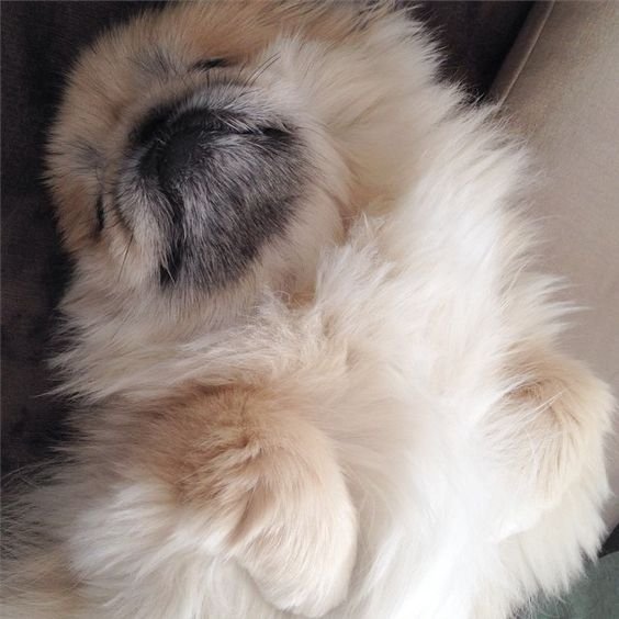 A Pekingese sleeping on the bed