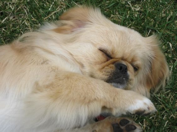 A Pekingese sleeping on the grass