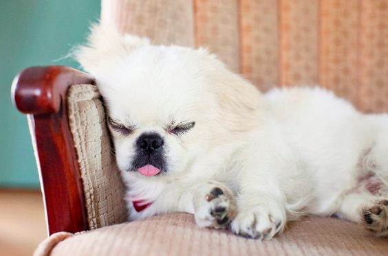 A white Pekingese lying on the couch with its tongue out