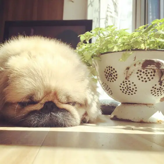 A Pekingese lying on the floor next to a potted plant