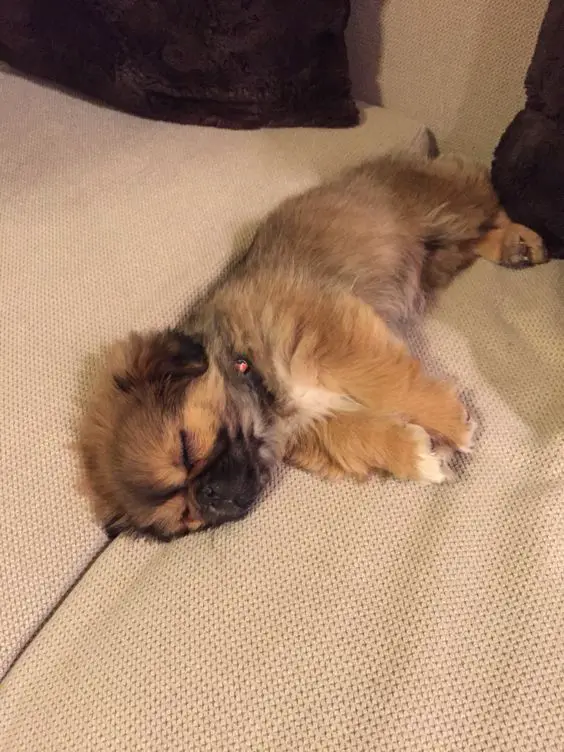 A Pekingese puppy sleeping on the bed