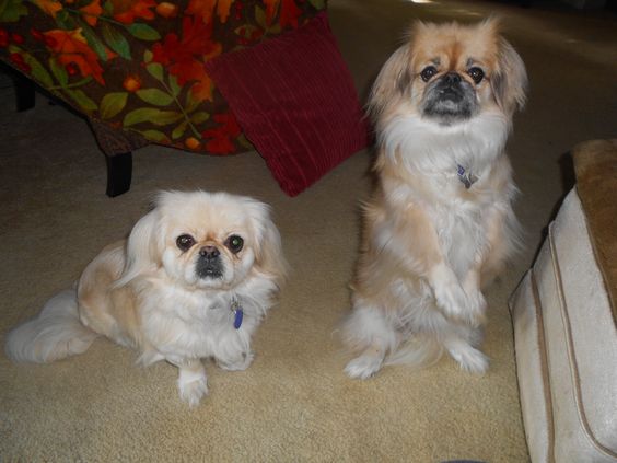 two Pekingeses on the floor while staring