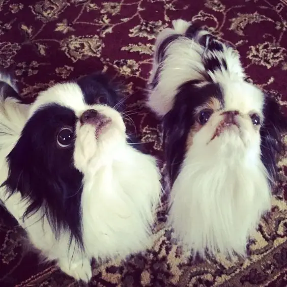 two Pekingese standing on the carpet with their adorable faces