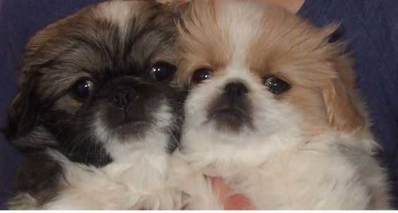a person holding two Pekingese puppies
