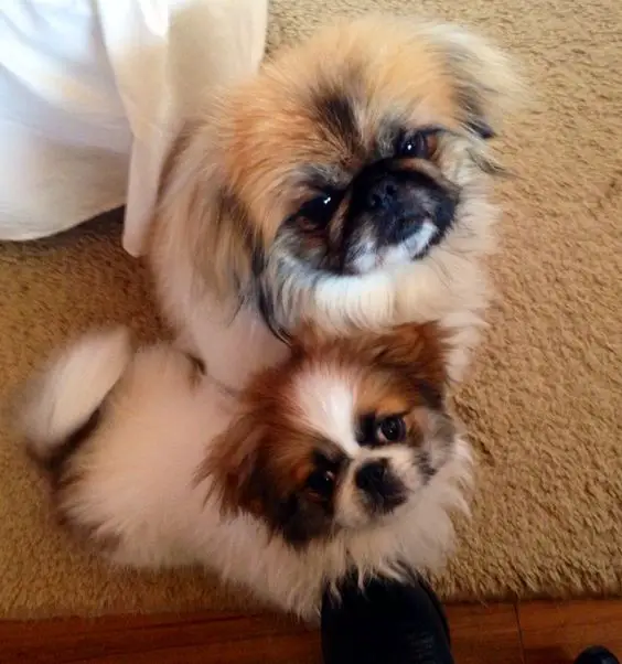 two Pekingese puppies sitting on the carpet with their begging faces