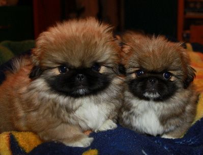 two Pekingese puppies on the bed