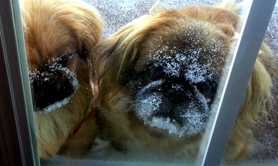 two Pekingese standing behind the glass door with snow in their faces