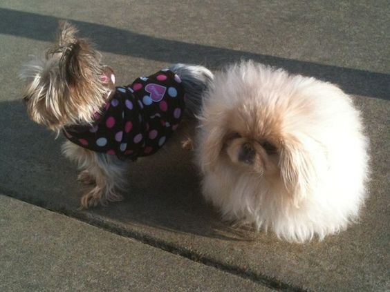 A Pekingese standing on the pavement next to another dog wearing a cute shirt