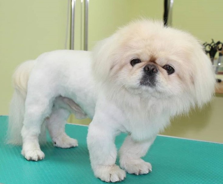 fluffy Pekingese in its lion hair cut