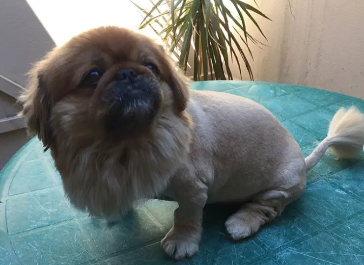 Pekingese sitting on top of the table with its lion haircut