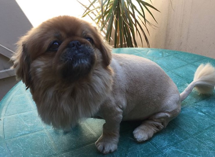 Pekingese sitting on top of the table with its lion haircut