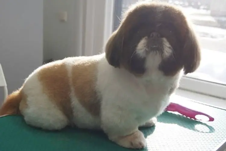Pekingese with a bob cut while the rest of its body are cut short