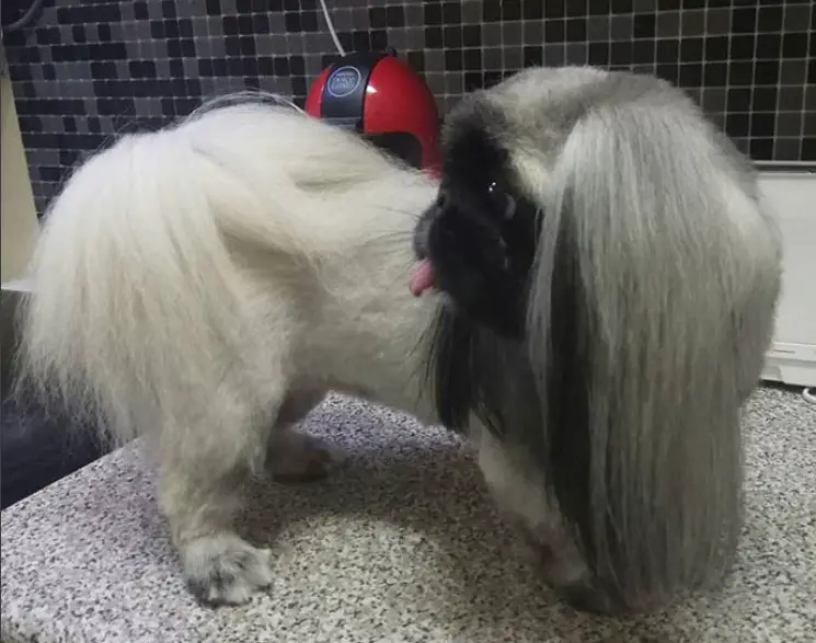 Pekingese with long hair in its ears and tail while the rest of its face and body are trimmed short