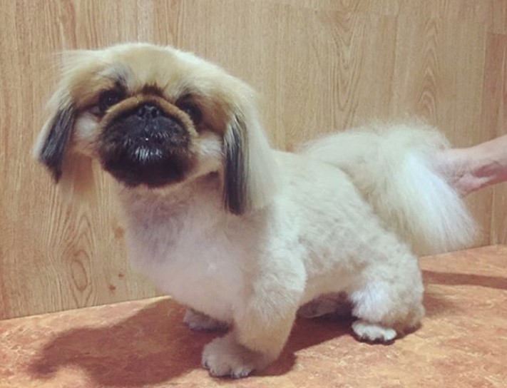 Pekingese with its fluffy body and the hair on its ears are cut in medium length