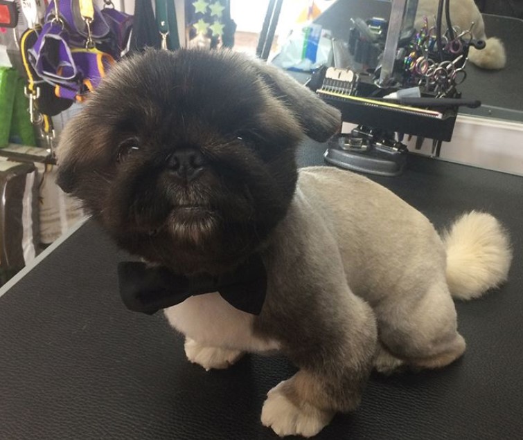 Pekingese sitting on top of the grooming table in its teddy bear