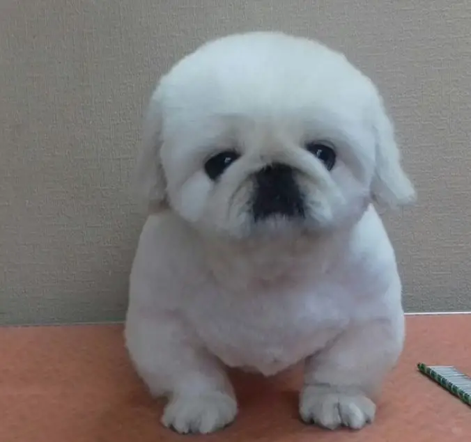 white Pekingese in puppy short haircut