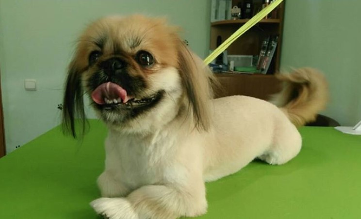 Pekingese lying down on top of the grooming table in its summer haircut