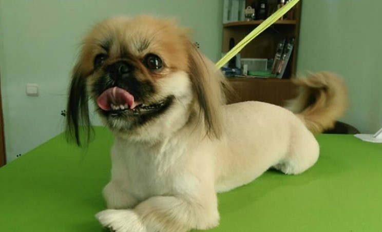 18 Best Pekingese Haircuts for Dog Lovers | Page 4 of 6 | The Paws