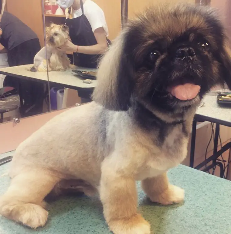 Pekingese with bob cut while the rest of its body are cut short