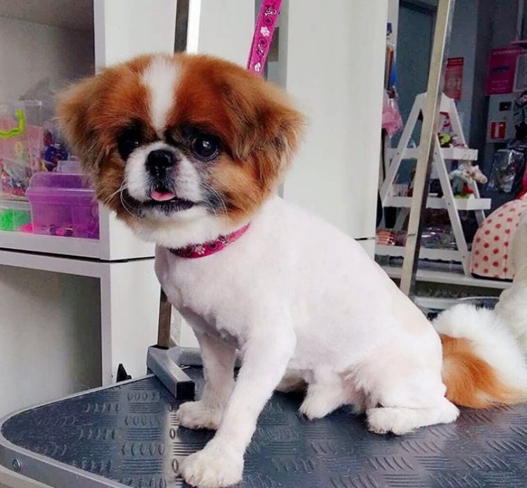 Pekingese sitting on top of the grooming table in its puppy haircut