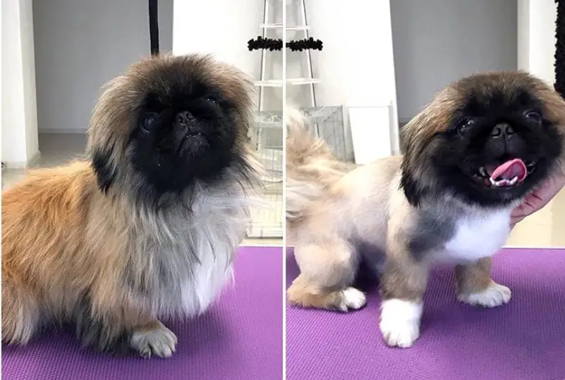 Pekingese before and after photo of its summer haircut