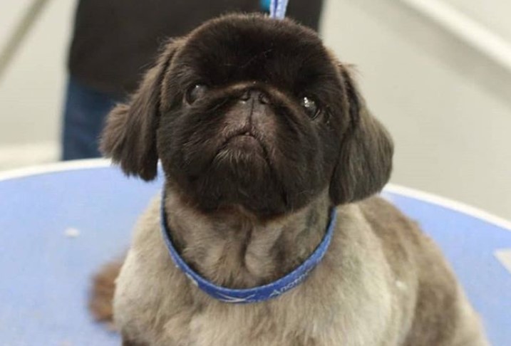 Pekingese in its teddy bear haircut