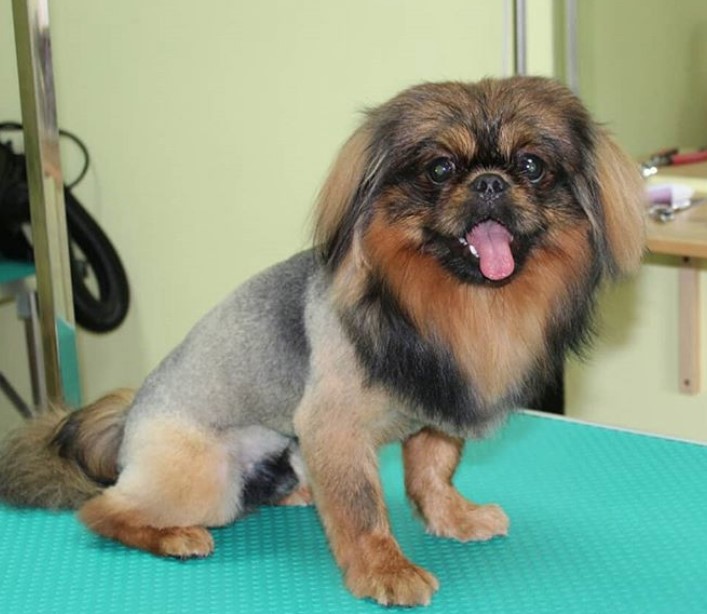 Pekingese in lion haircut