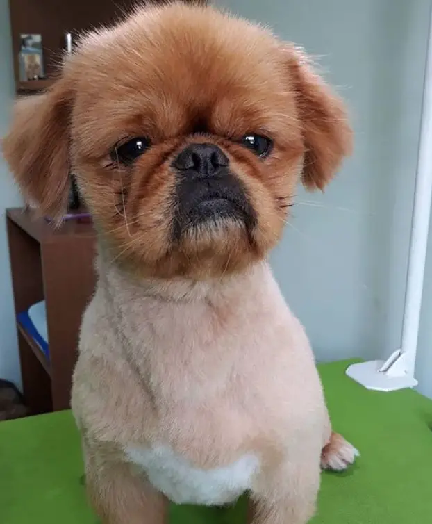 Pekingese in its teddy bear haircut
